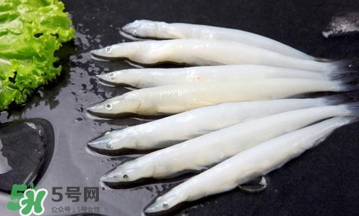 銀魚是面條魚嗎？面條魚和銀魚的區(qū)別