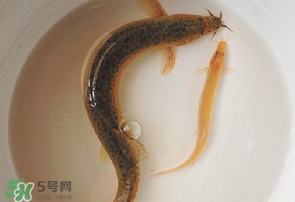 怎么處理泥鰍？泥鰍怎么處理干凈