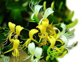 金銀花什么時(shí)候采摘最好？金銀花幾月份采摘？