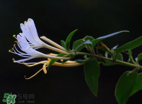 金銀花不能和什么一起吃？金銀花和什么相克？