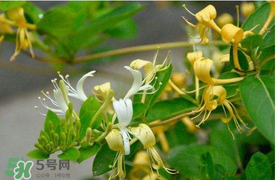 金銀花不能和什么一起吃？金銀花和什么相克？