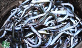 面條魚怎么炸？炸面條魚的做法