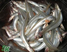 面條魚如何保存？面條魚怎么保存