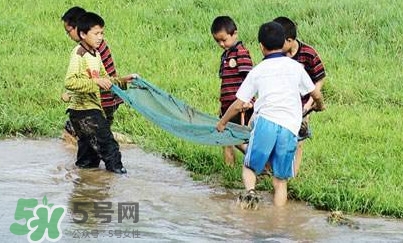 泥鰍怎么抓？泥鰍怎么捉