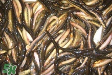 泥鰍有幾種？泥鰍品種大全