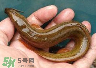 泥鰍死了多久不能吃？泥鰍死了怎么處理