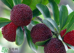 楊梅為什么有蟲子？楊梅有蟲能吃嗎？