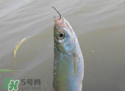 白條魚怎么釣？如何釣白條魚技巧