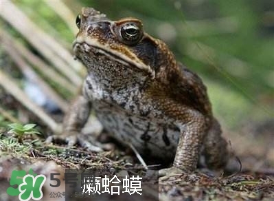 田雞是癩蛤蟆嗎？田雞和癩蛤蟆的區(qū)別