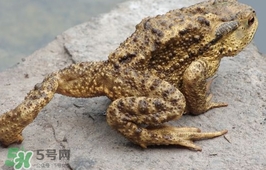 蟾蜍能吃嗎？蟾蜍能不能吃