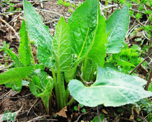 大耳毛野菜怎么吃？大耳毛野菜的做法