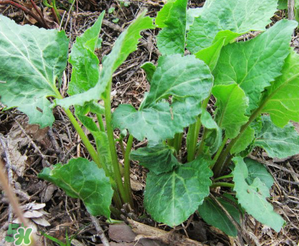 大耳毛野菜怎么吃？大耳毛野菜的做法
