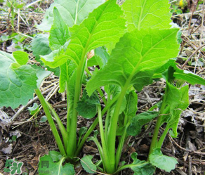 大耳毛野菜怎么吃？大耳毛野菜的做法