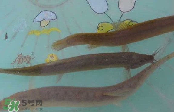 泥鰍有幾種？泥鰍品種大全