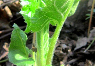 大耳毛野菜怎么吃？大耳毛野菜的做法