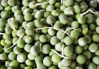 新鮮豌豆發(fā)芽了能吃嗎？豌豆發(fā)芽了還能吃嗎？
