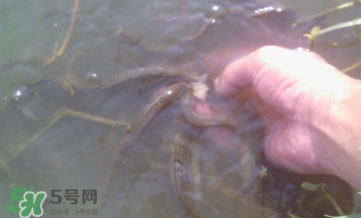 泥鰍有寄生蟲嗎？泥鰍有沒有寄生蟲