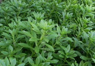 救心菜可以泡茶喝嗎？救心菜能泡水喝嗎？