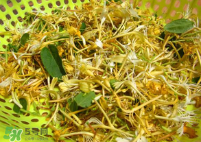 剛摘的金銀花能泡水喝嗎？剛摘的金銀花怎么處理？
