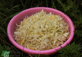 剛摘的金銀花能泡水喝嗎？剛摘的金銀花怎么處理？