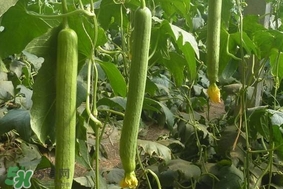 夏天種什么蔬菜？夏天適合種什么蔬菜