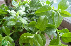 哪些人不可以吃救心菜？什么人不能吃救心菜？