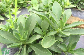 哪些人不可以吃救心菜？什么人不能吃救心菜？