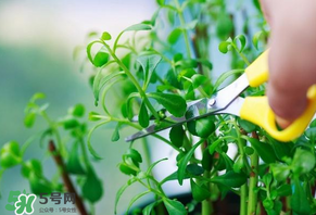 救心菜苦不苦？救心菜怎么吃不苦？