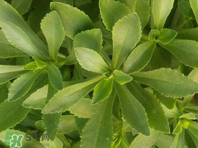 救心菜有毒嗎？救心菜怎么吃沒毒？