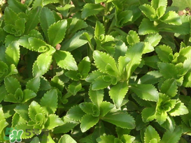 救心菜怎么種植？救心菜什么時(shí)候種？