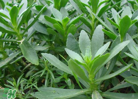 救心菜怎么種植？救心菜什么時(shí)候種？