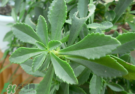 救心菜怎么種植？救心菜什么時(shí)候種？