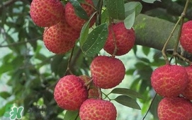 荔枝什么時候上市？荔枝什么時候成熟