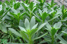 救心菜可以泡茶喝嗎？救心菜能泡水喝嗎？