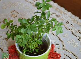 救心菜可以泡茶喝嗎？救心菜能泡水喝嗎？