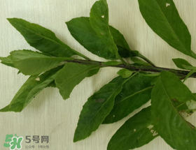 救心菜可以泡茶喝嗎？救心菜能泡水喝嗎？