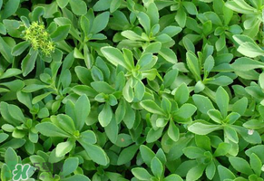救心菜是三七嗎？救心菜和三七區(qū)別