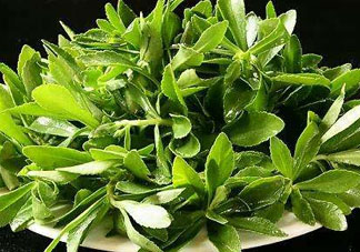 救心菜苦不苦？救心菜怎么吃不苦？