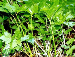 大葉芹怎么吃？大葉芹的做法？