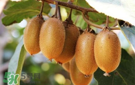 獼猴桃是什么季節(jié)的水果？獼猴桃什么時候吃最好