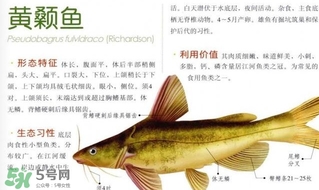 黃顙魚不能和什么一起吃？黃顙魚不能與什么同吃？