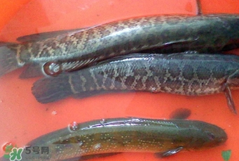 黑魚(yú)是海魚(yú)嗎？黑魚(yú)是河魚(yú)還是海魚(yú)