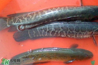 黑魚是什么魚？黑魚是鯰魚嗎