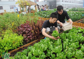 六月份種什么蔬菜？六月份可以種什么蔬菜？