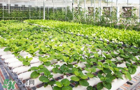 六月份種什么蔬菜？六月份可以種什么蔬菜？