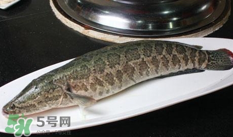 黑魚怎么做湯好喝？黑魚怎么做下奶？