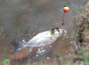 五月份能釣鰱魚嗎？五月份釣什么魚？