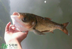 五月份能釣鰱魚嗎？五月份釣什么魚？