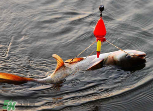 五月份能釣鰱魚嗎？五月份釣什么魚？