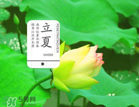 立夏吃什么水果？立夏吃什么水果好？